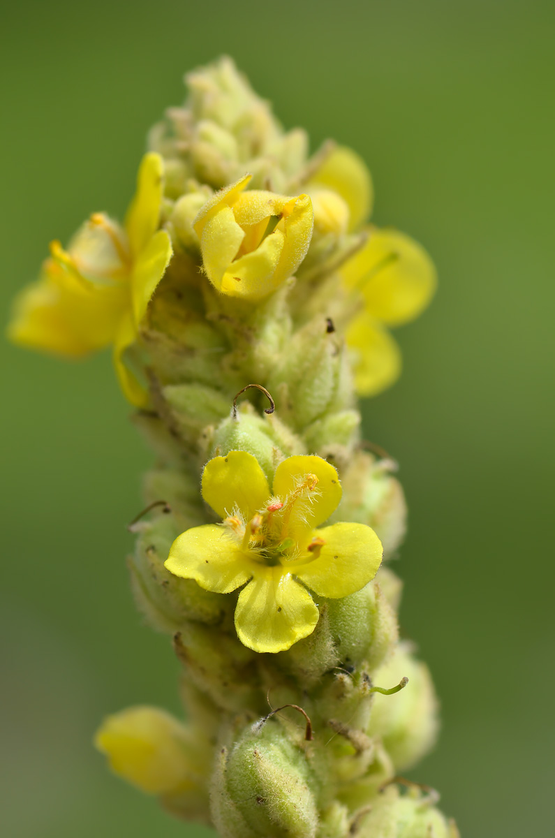 Изображение особи Verbascum thapsus.