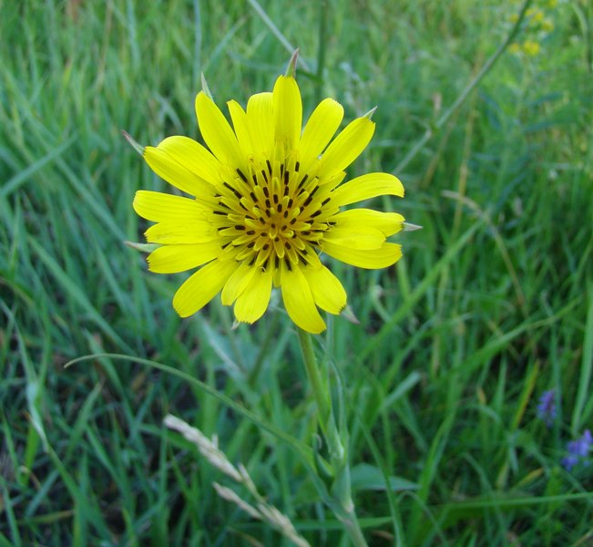 Изображение особи Tragopogon pratensis.