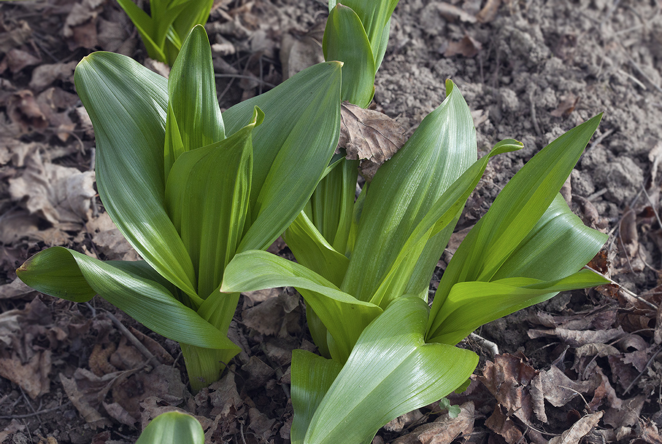 Изображение особи Colchicum woronowii.