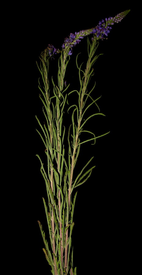 Image of Veronica reverdattoi specimen.