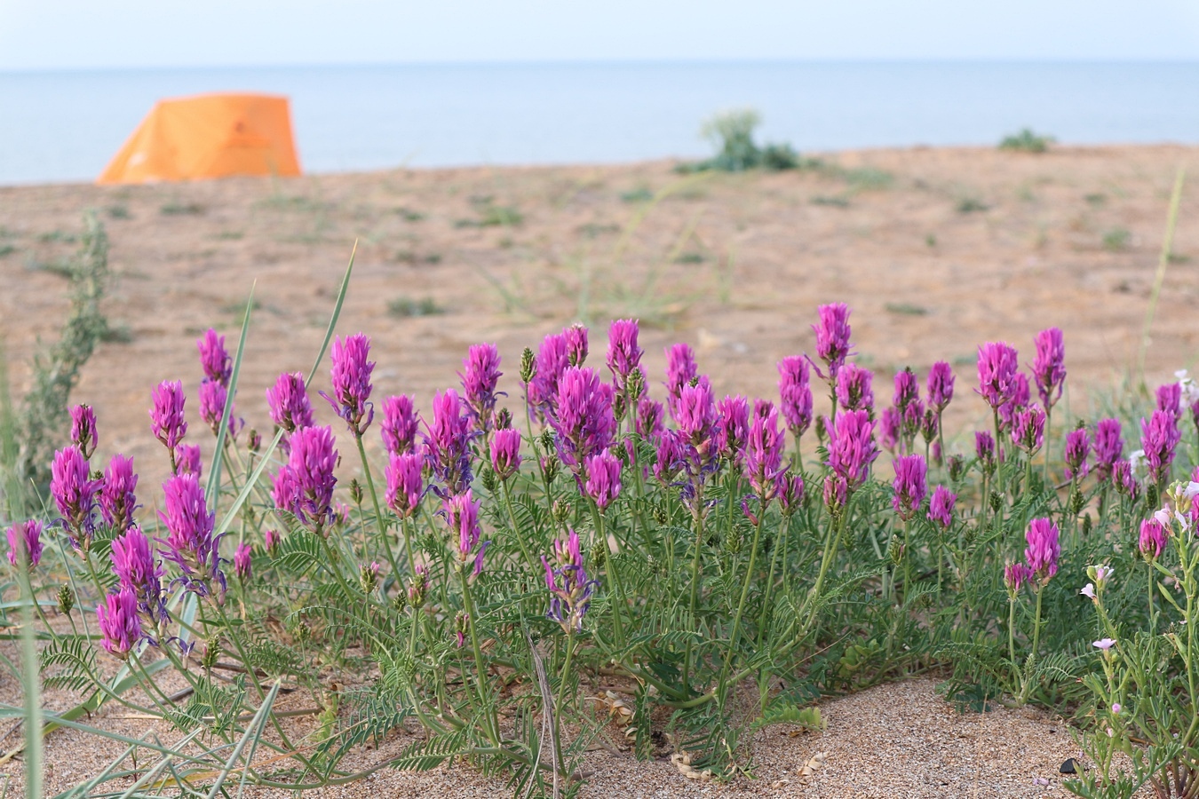 Image of Astragalus borysthenicus specimen.