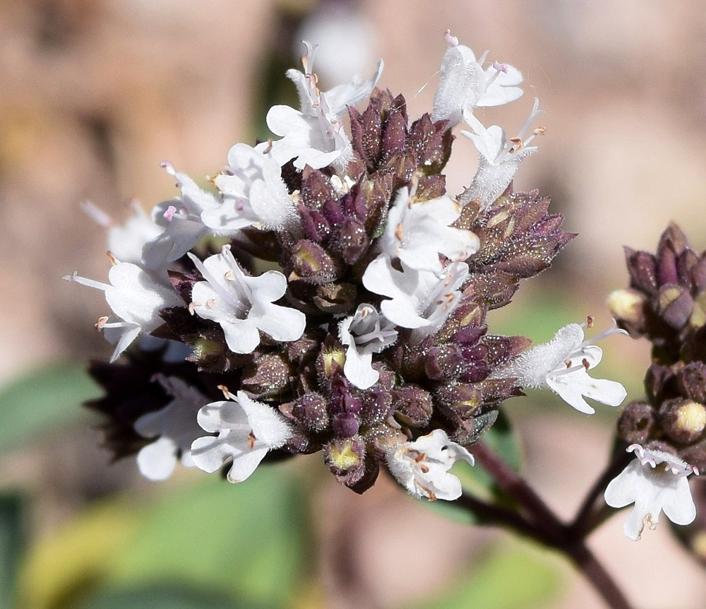 Image of Origanum tyttanthum specimen.