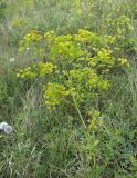 Ferulago galbanifera. Верхушка цветущего и плодоносящего растения. Краснодарский край, окр. г. Новороссийск, хр. Маркотх, пер. Андреевский, нагорная степь. 07.08.2019.