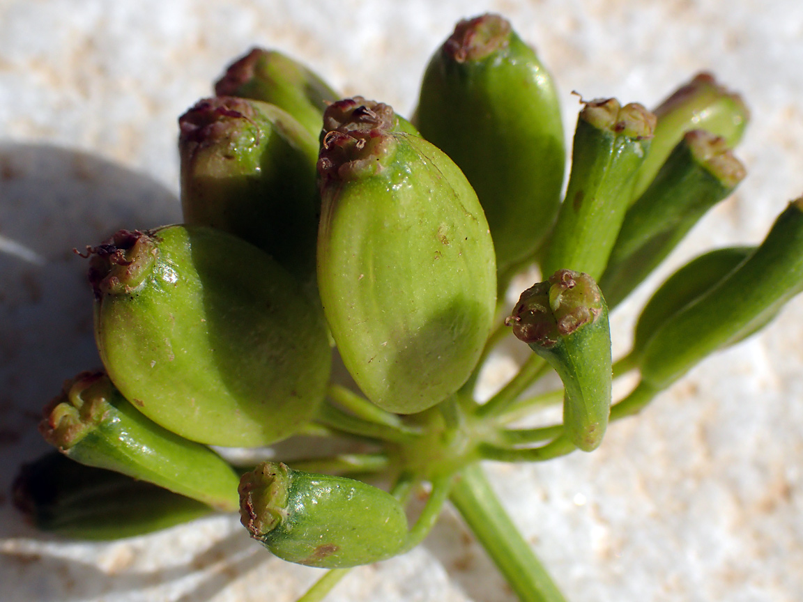 Image of Ferula communis specimen.