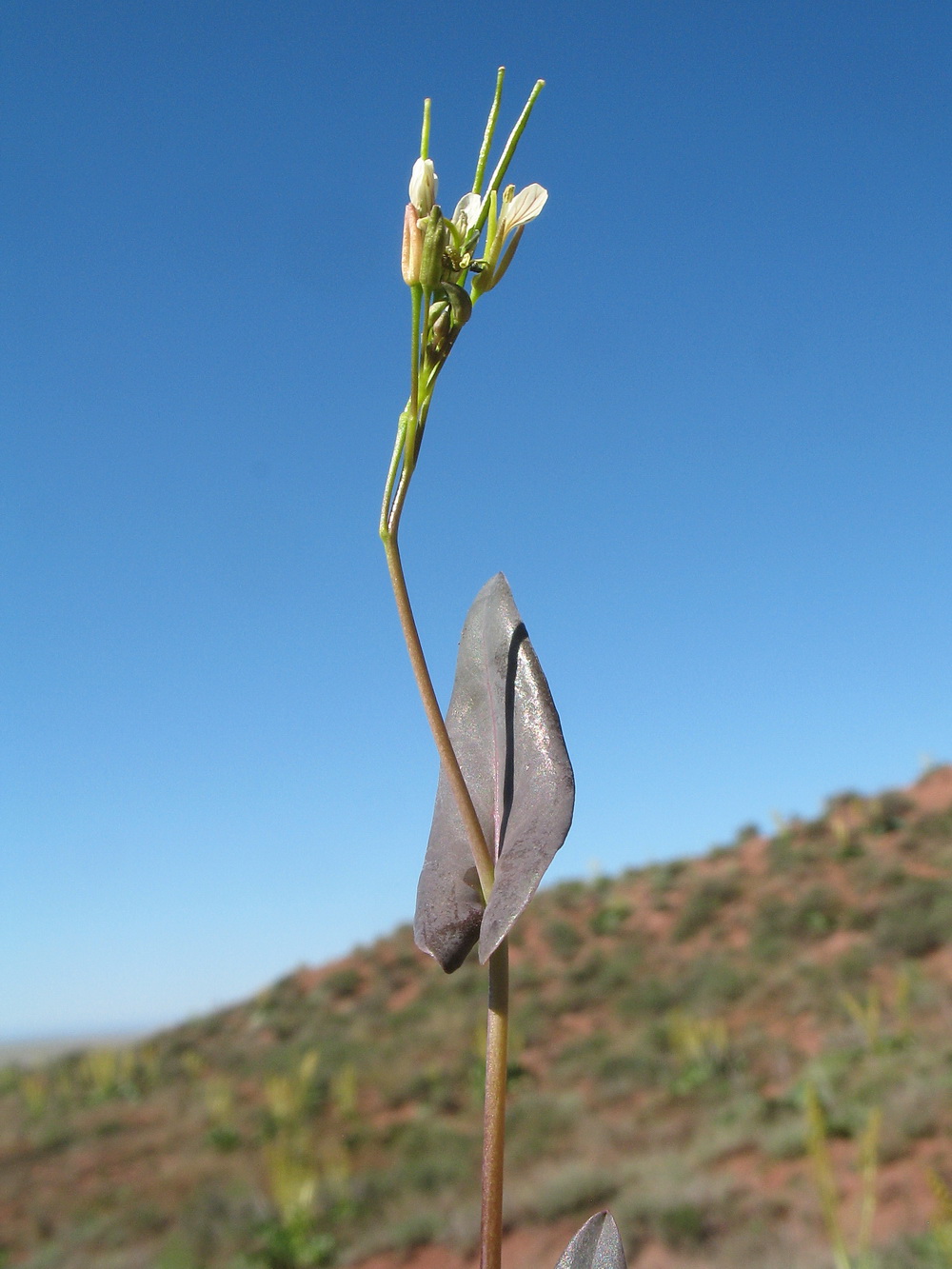 Image of Turritis glabra specimen.