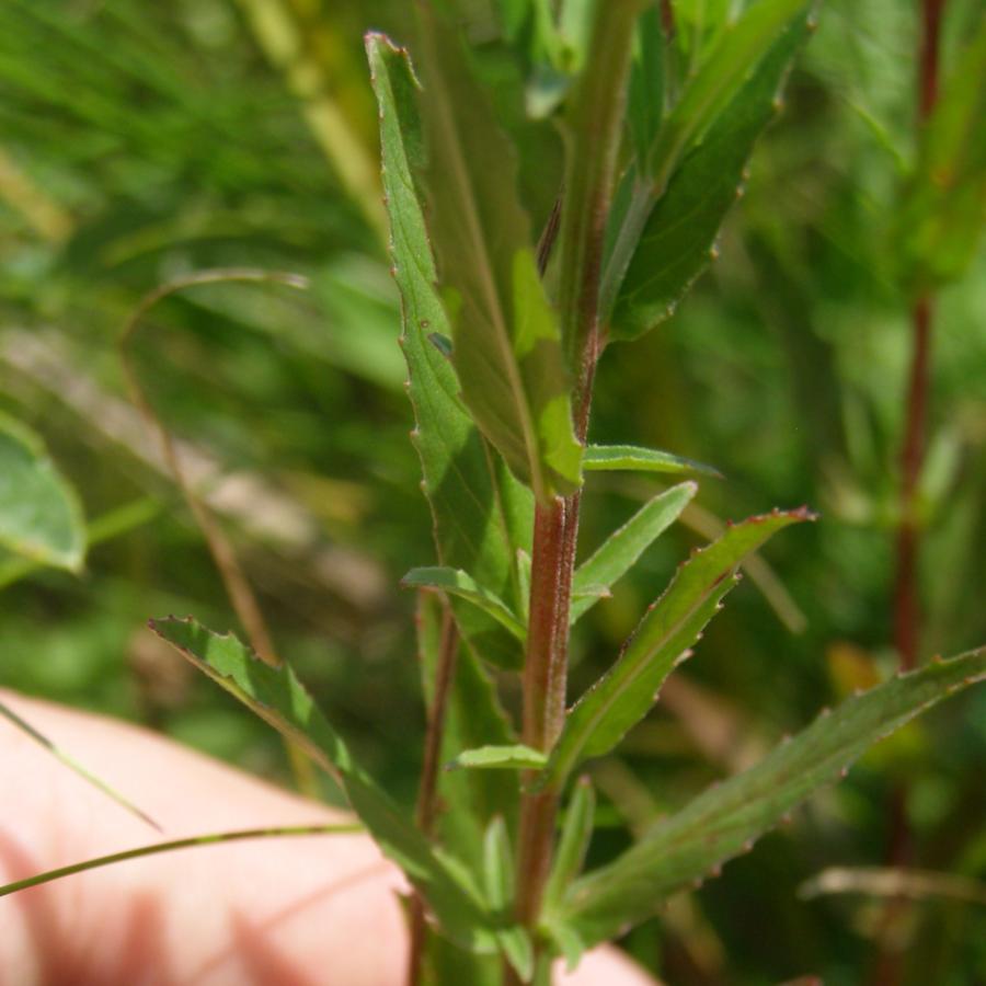 Изображение особи Epilobium tetragonum.