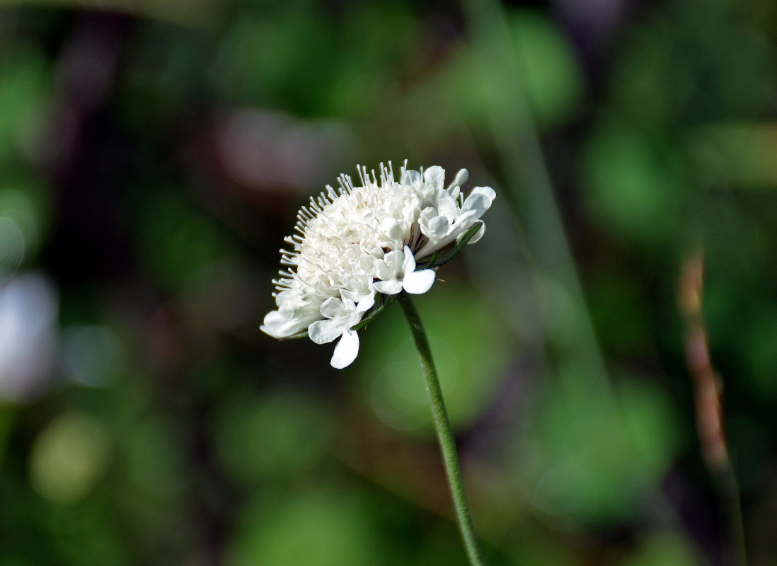 Image of genus Scabiosa specimen.