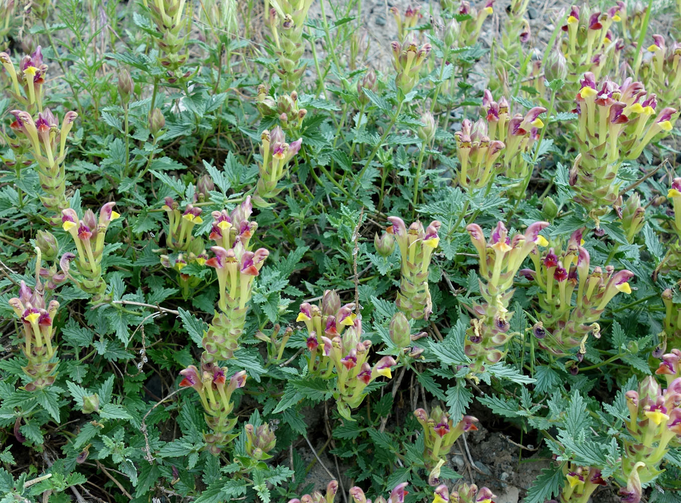 Image of Scutellaria mesostegia specimen.