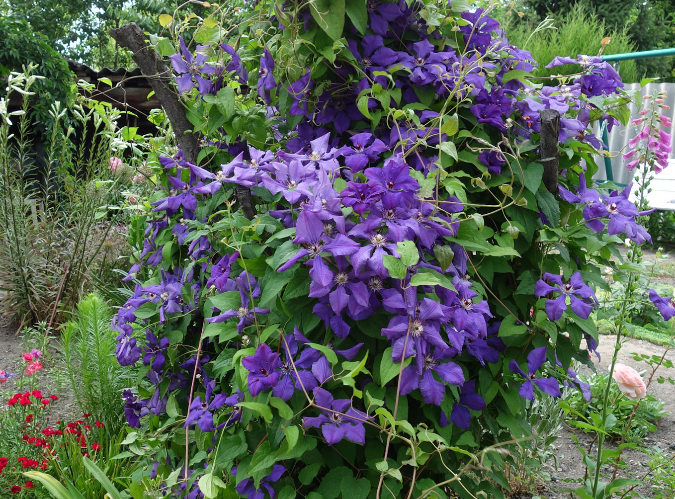 Image of Clematis &times; jackmanii specimen.