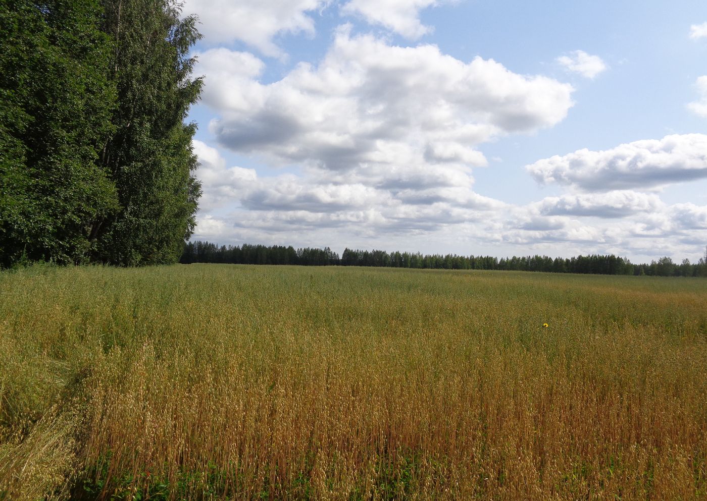 Image of Avena sativa specimen.