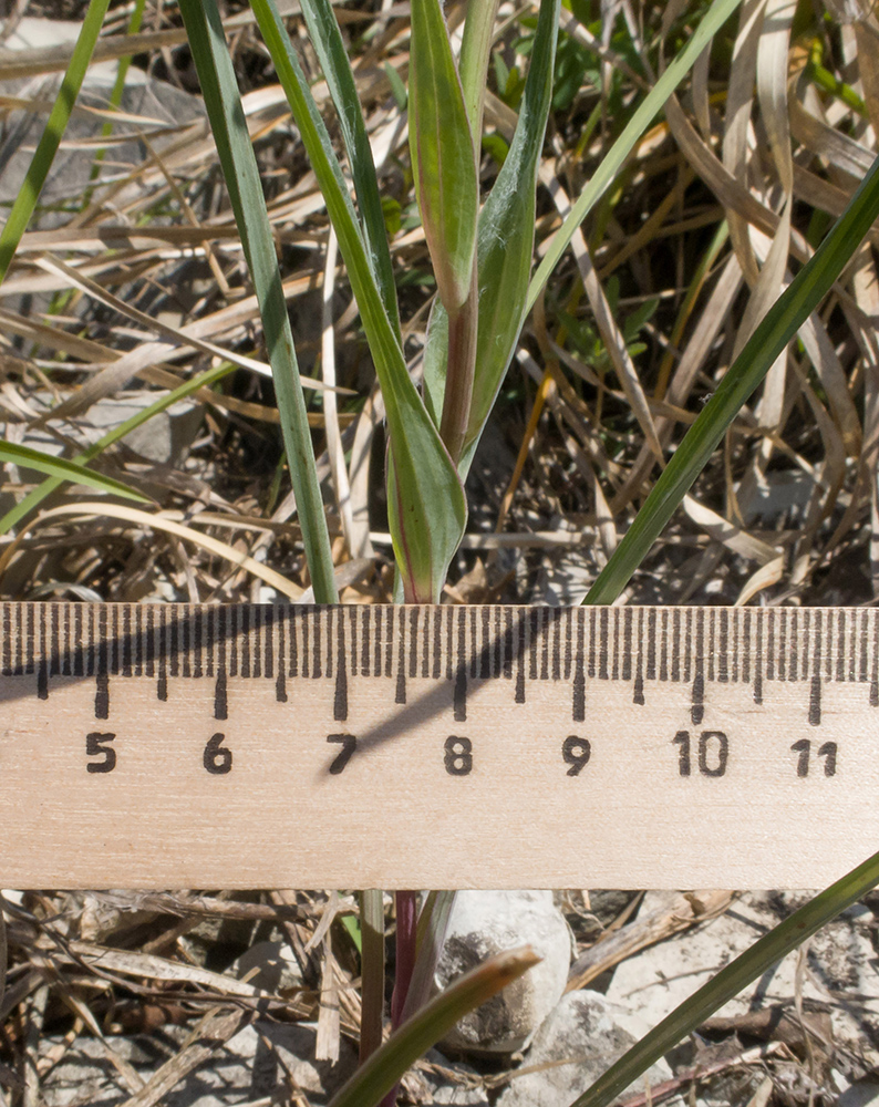 Image of Tragopogon brevirostris specimen.