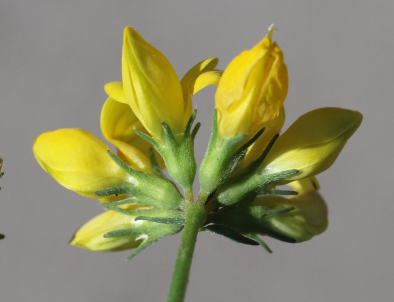 Image of Lotus &times; ucrainicus specimen.