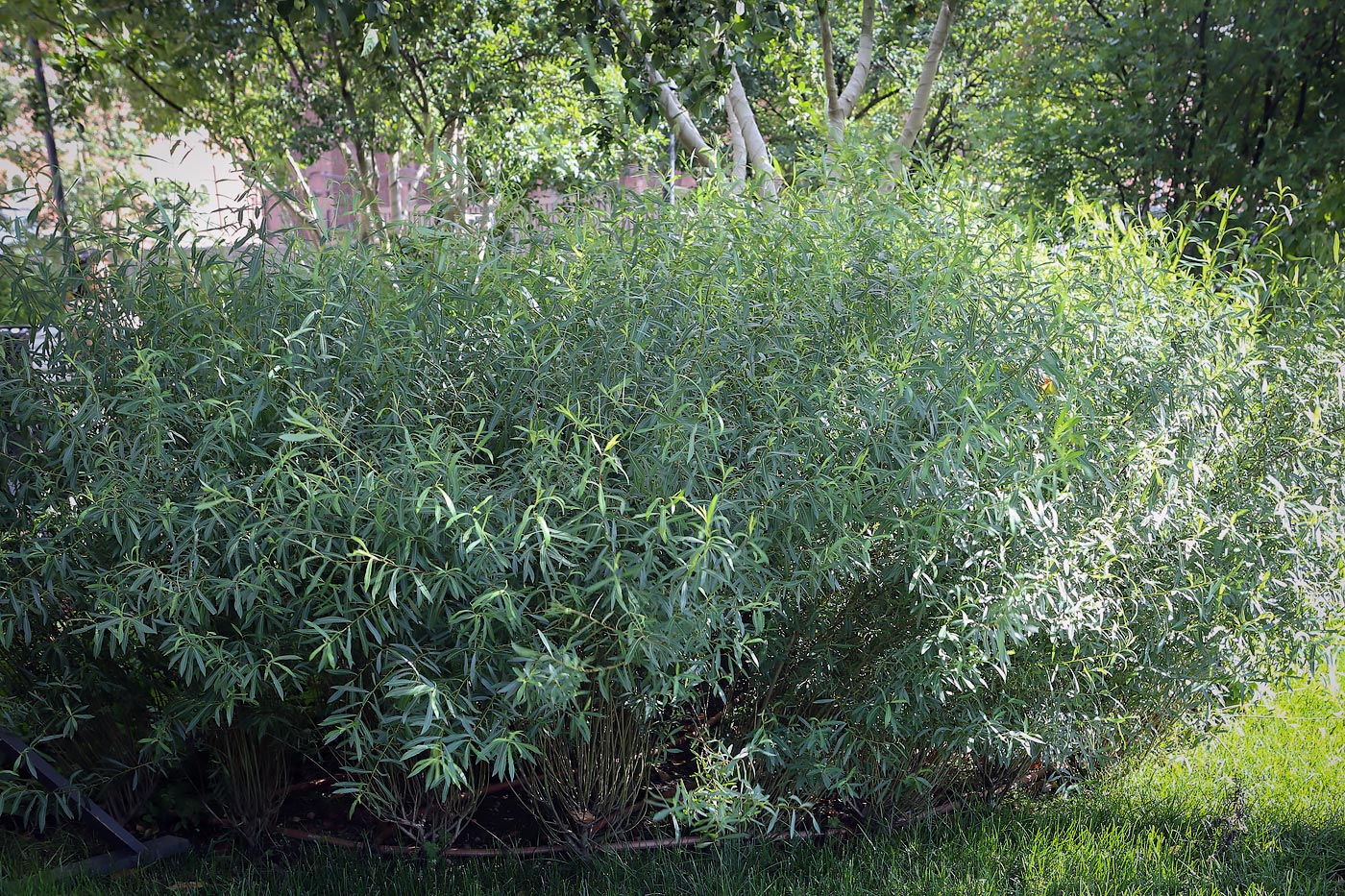 Image of Salix purpurea specimen.