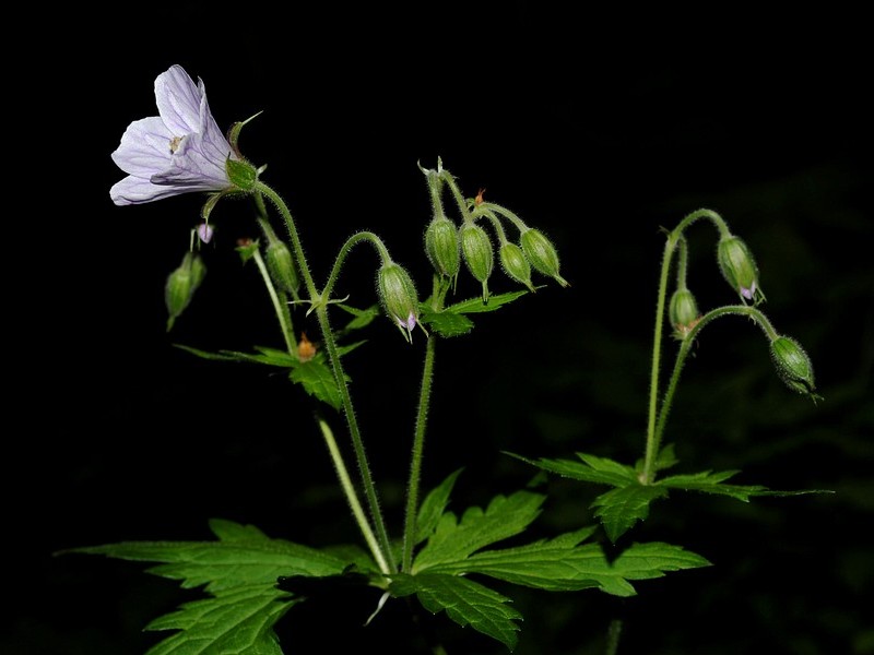 Image of Geranium sylvaticum specimen.