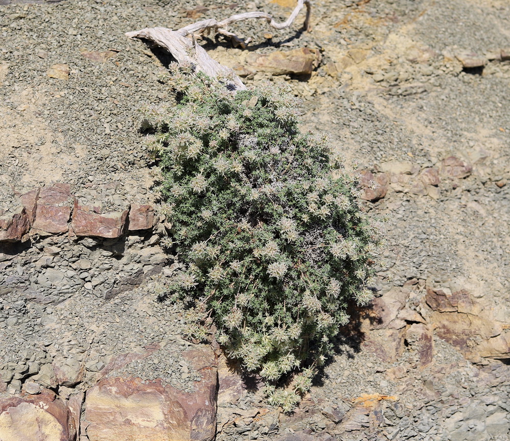 Изображение особи Asperula turcomanica.