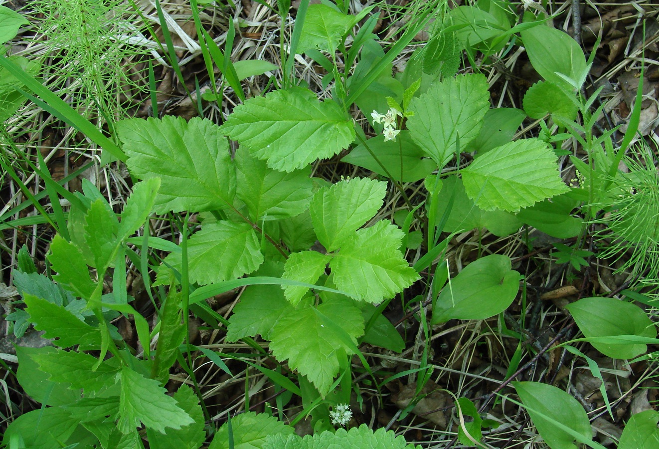 Изображение особи Rubus saxatilis.