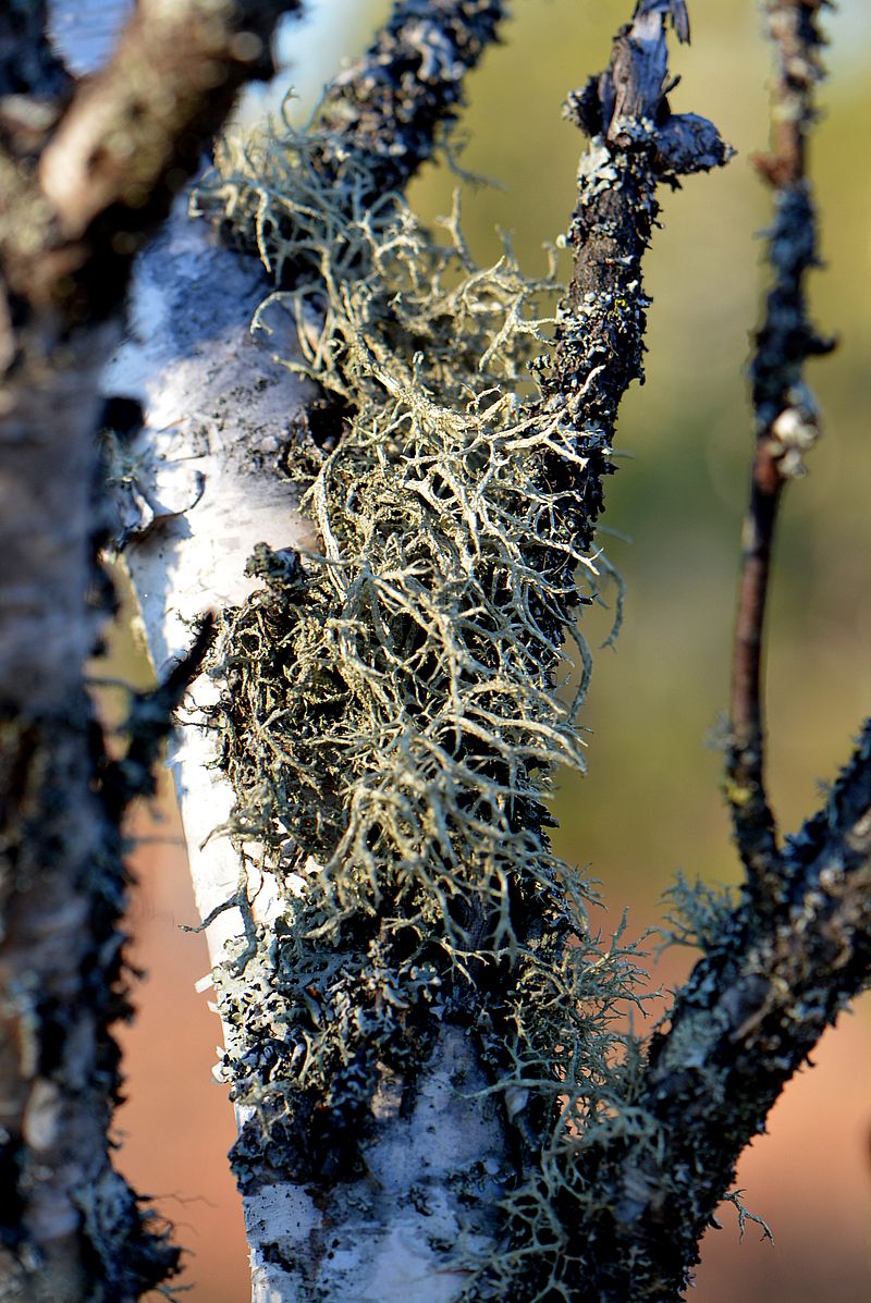 Image of Evernia mesomorpha specimen.