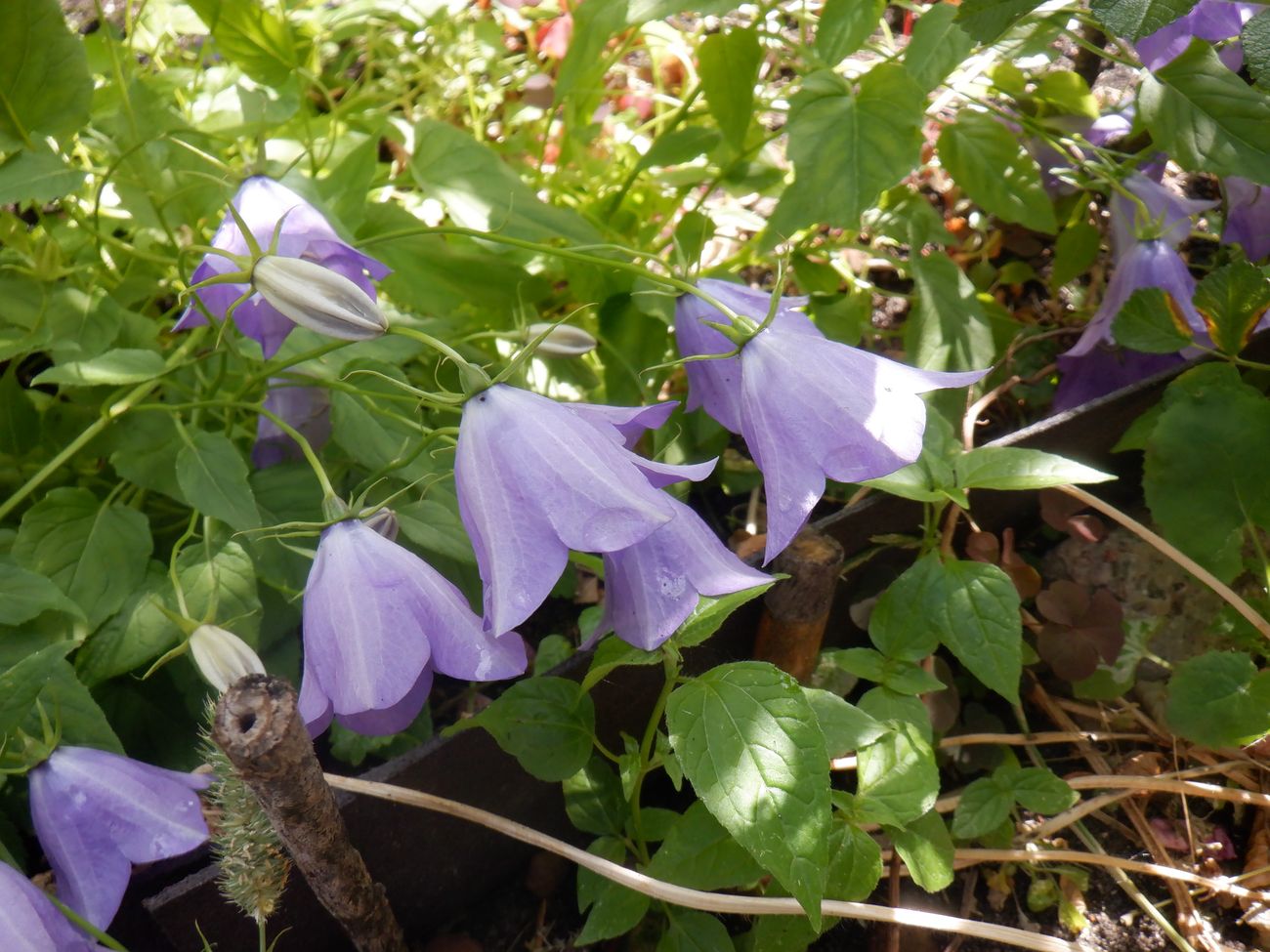 Image of Campanula carpatica specimen.