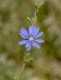 Cichorium intybus