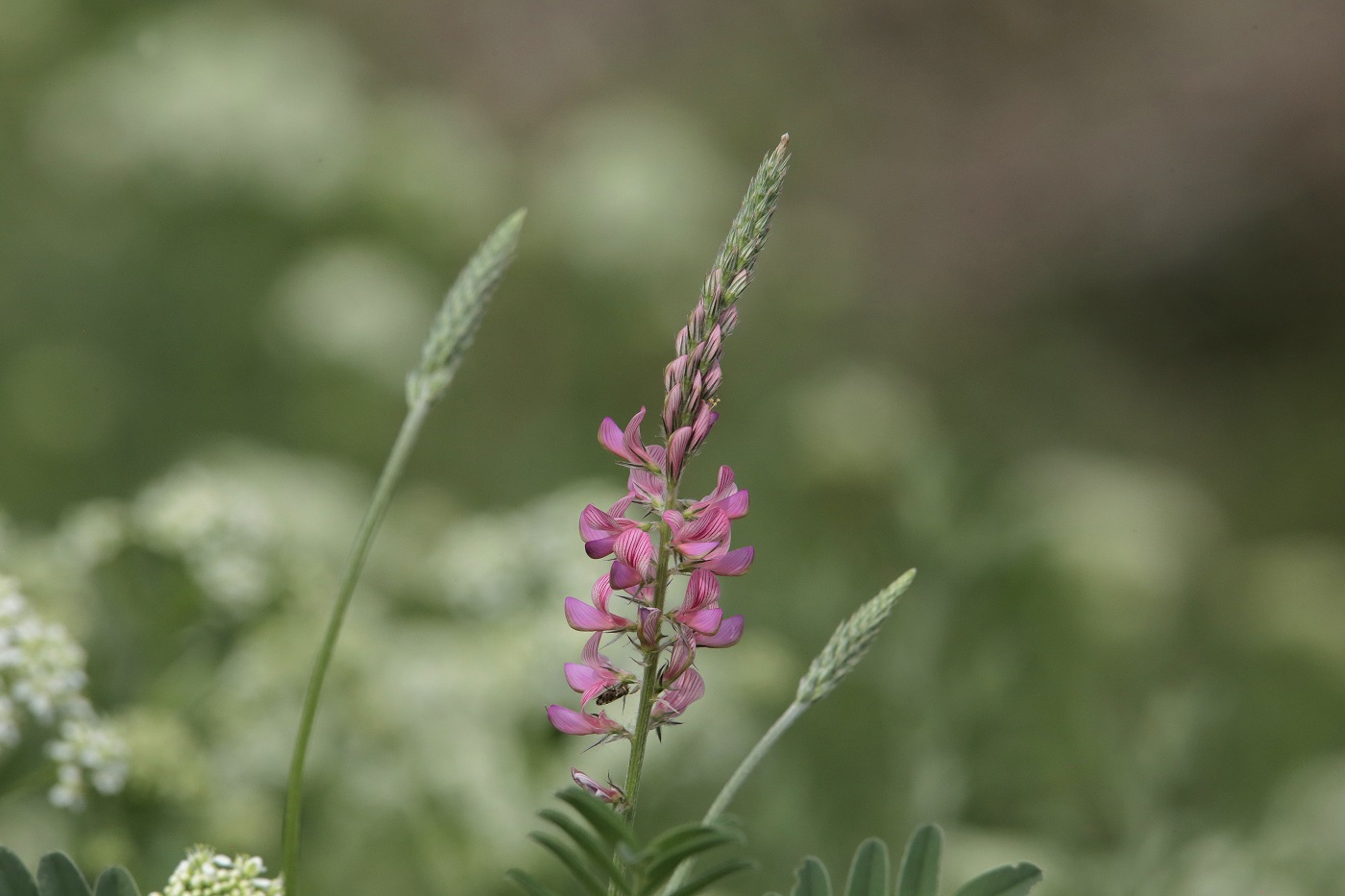 Image of Onobrychis viciifolia specimen.