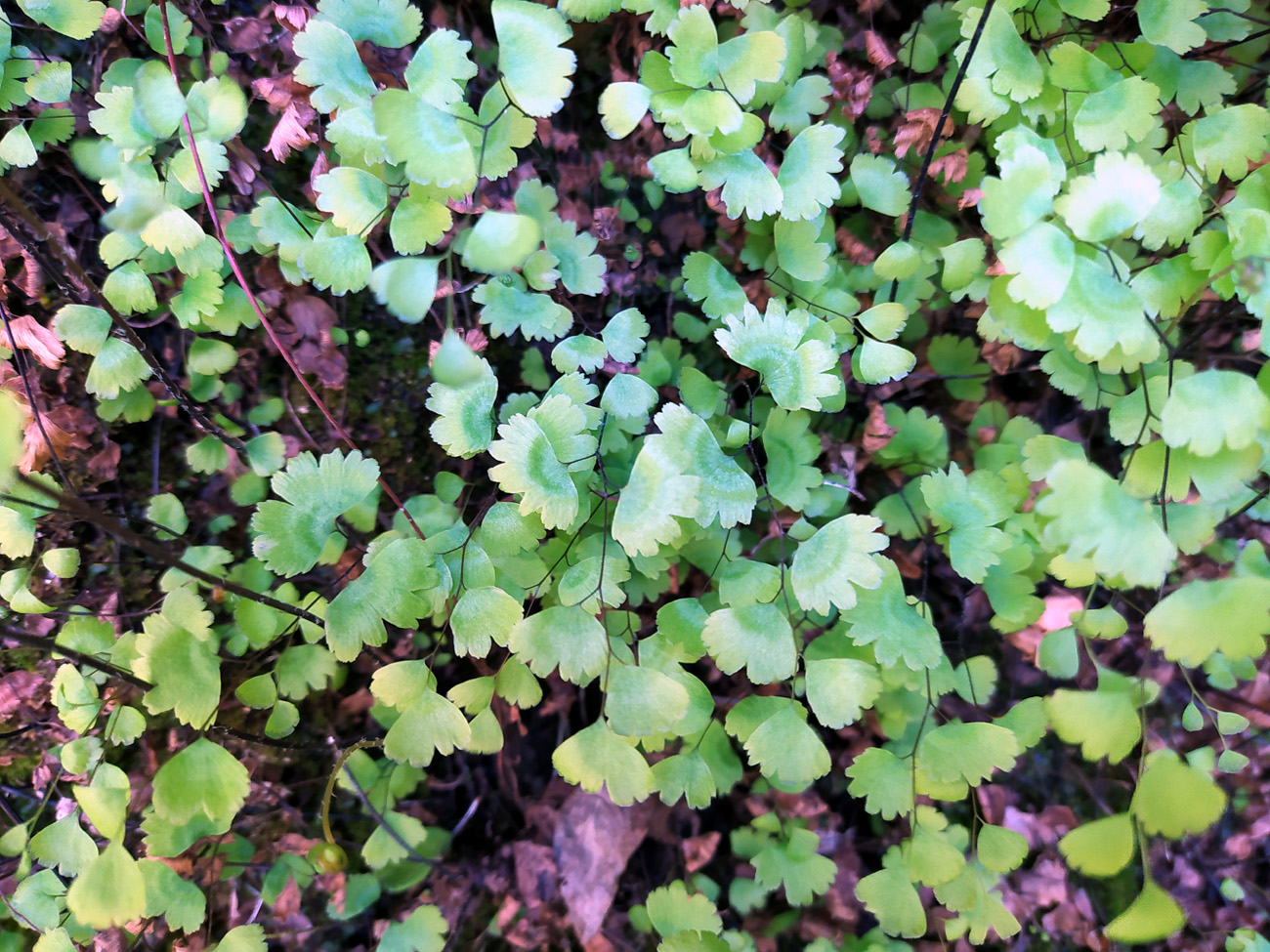 Image of Adiantum capillus-veneris specimen.