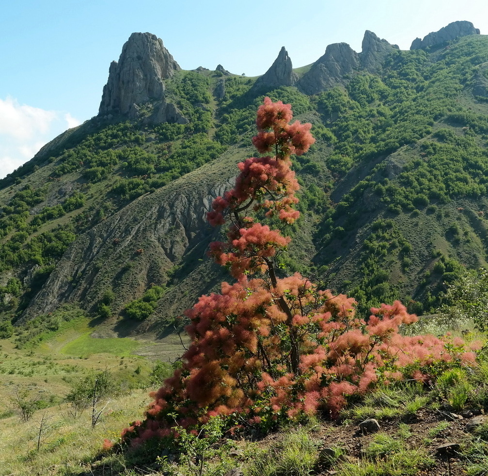 Image of Cotinus coggygria specimen.