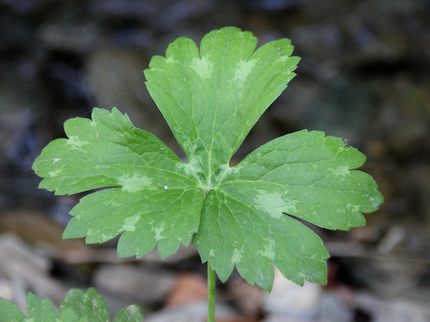 Image of Ranunculus brevirostris specimen.