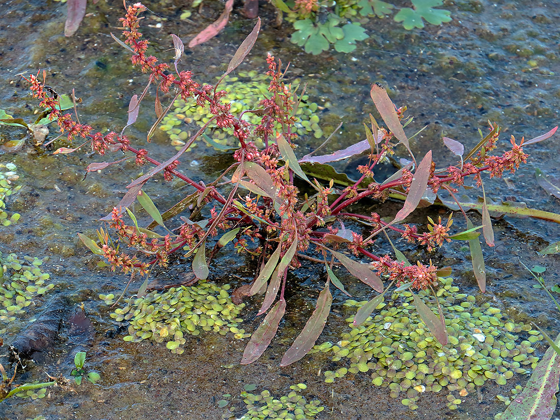 Image of Rumex ucranicus specimen.