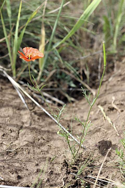 Image of Roemeria refracta specimen.