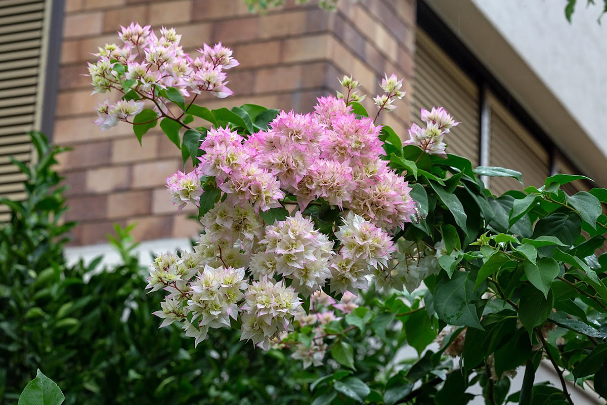 Изображение особи род Bougainvillea.