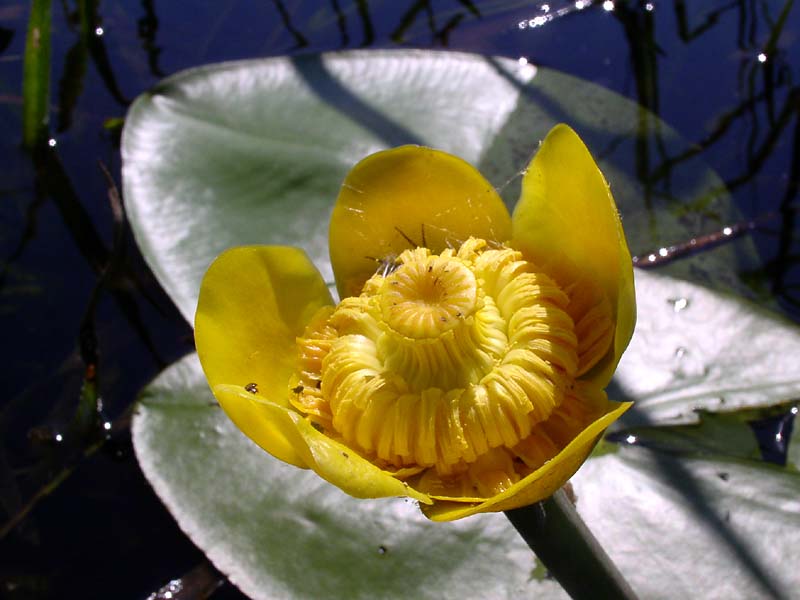 Image of Nuphar lutea specimen.