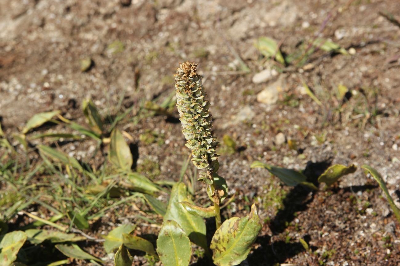 Image of Lagotis integrifolia specimen.