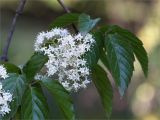 genus Viburnum