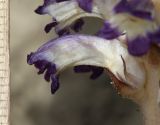Orobanche cumana. Цветок (растение паразитирует на Artemisia sp.). Дагестан, Табасаранский р-н, окр. с. Гелинбатан, остепнённый склон. 5 мая 2022 г.