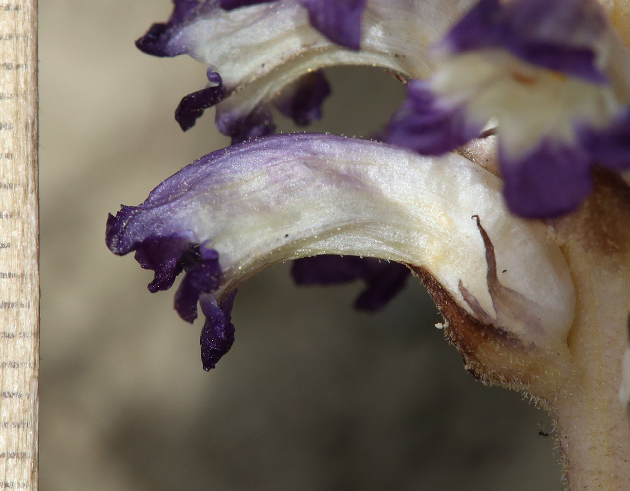 Image of Orobanche cumana specimen.