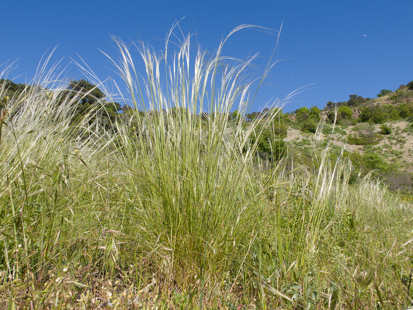 Изображение особи Stipa lessingiana.