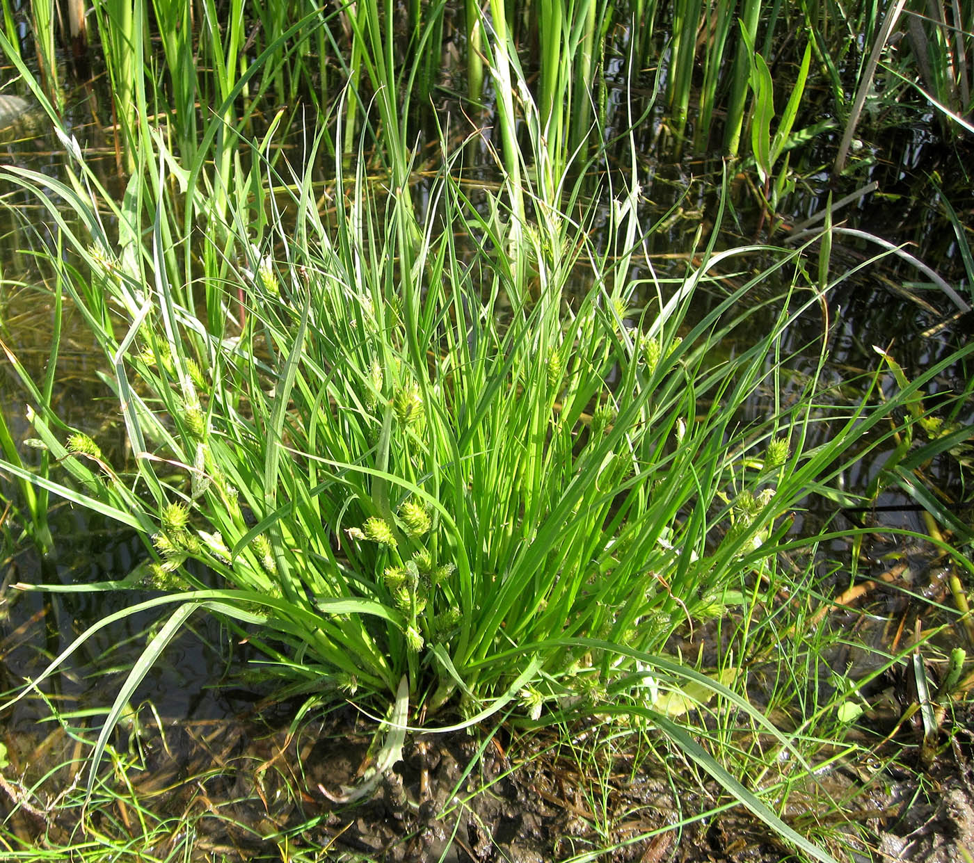 Image of genus Carex specimen.