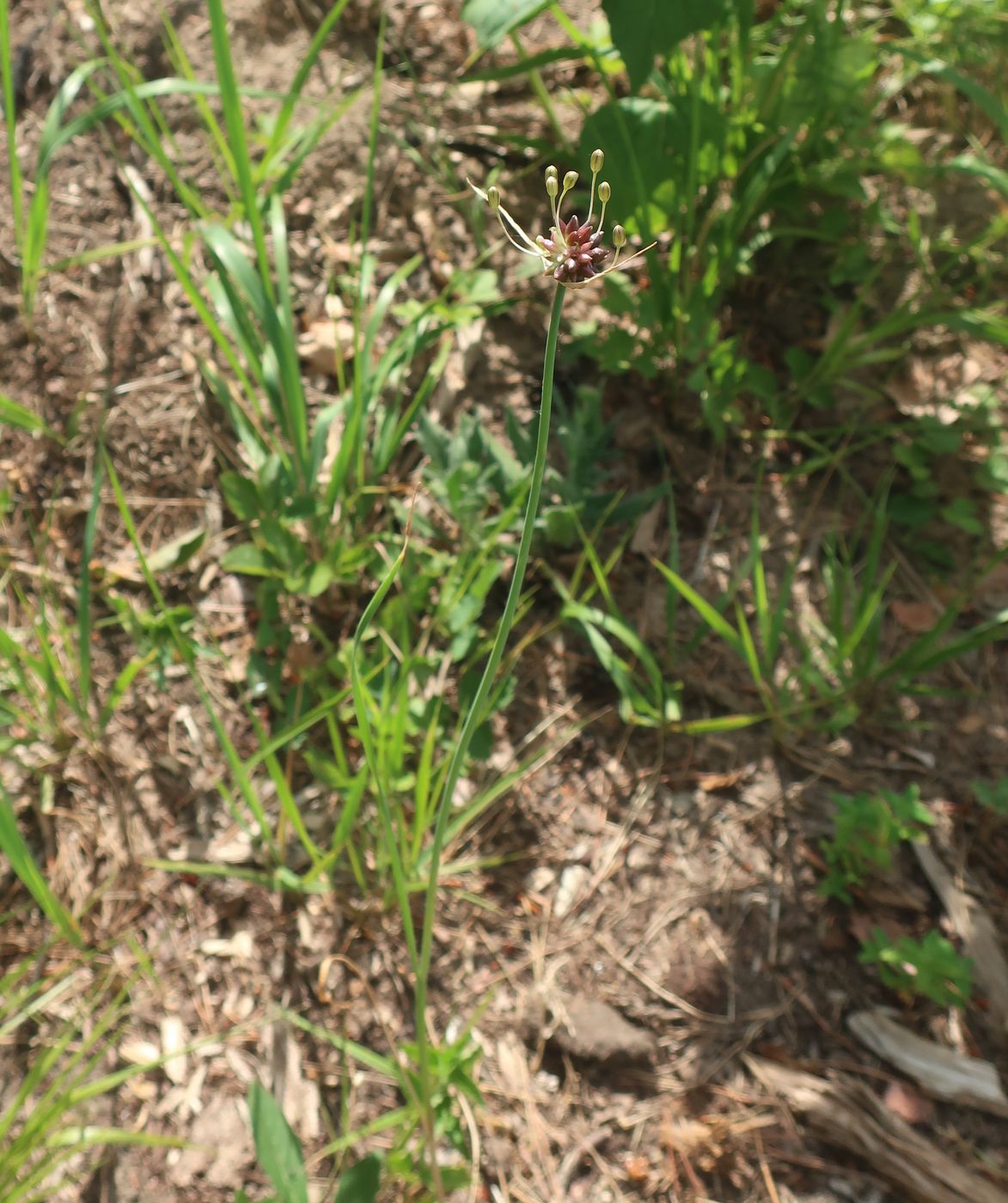 Image of Allium oleraceum specimen.