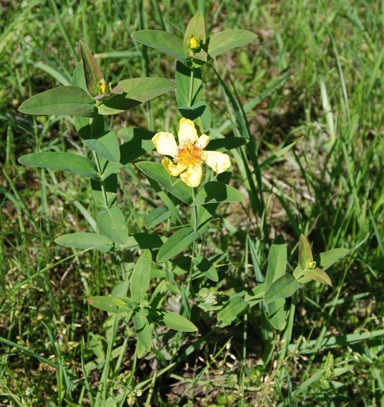 Image of Hypericum ascyron specimen.