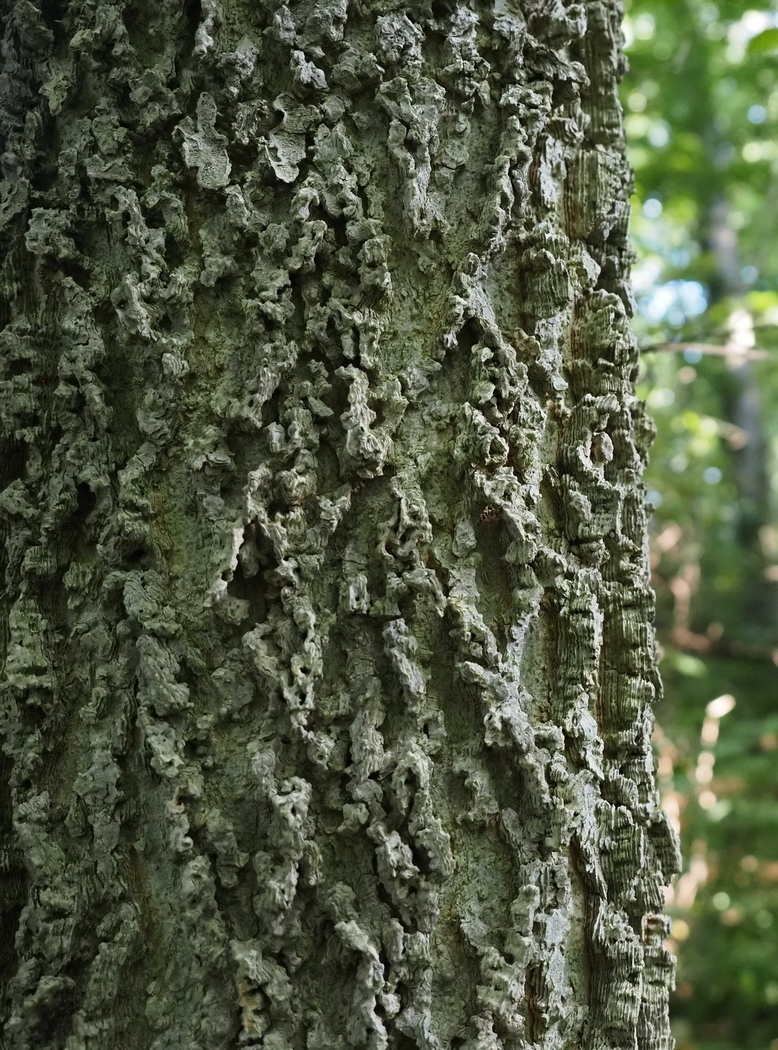 Изображение особи Celtis occidentalis.