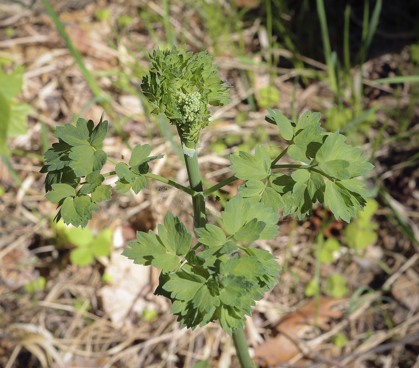 Image of Thalictrum minus specimen.