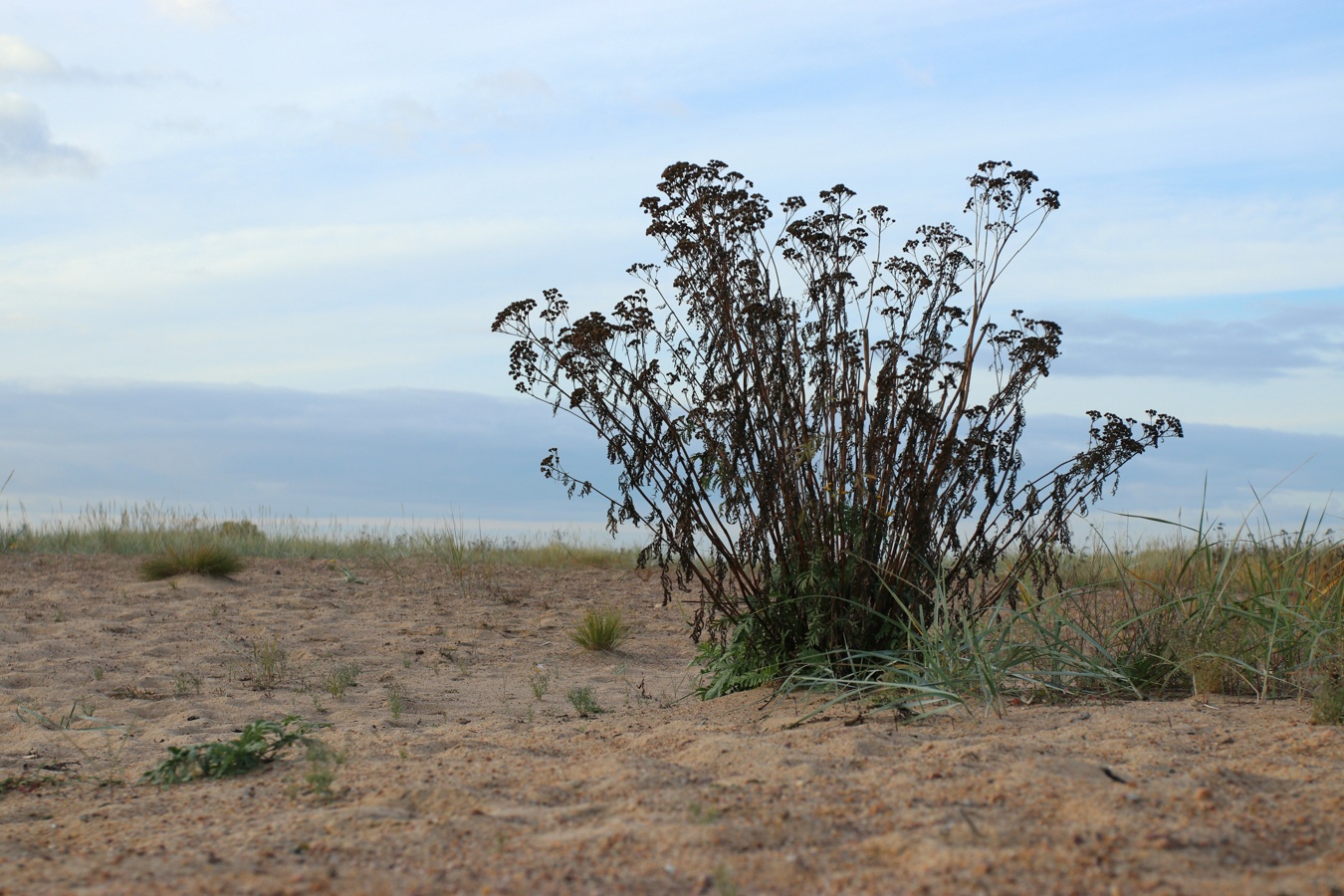 Image of Tanacetum vulgare specimen.