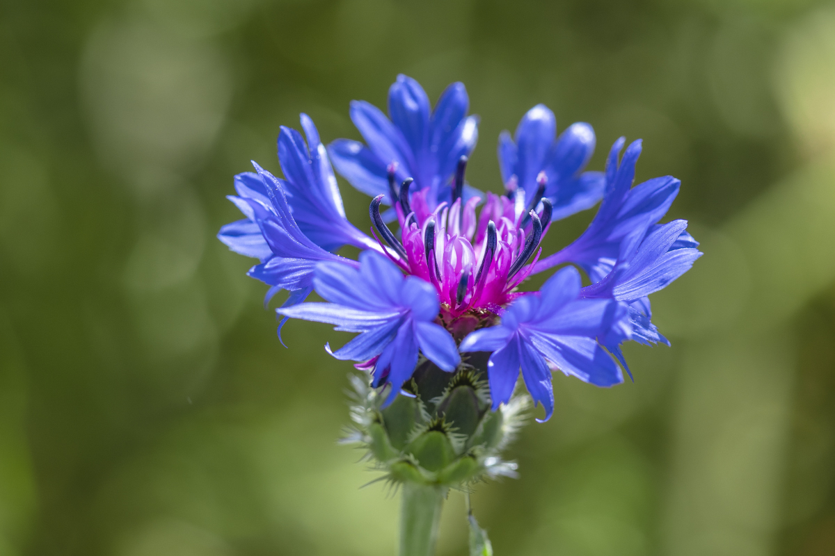 Image of Centaurea depressa specimen.