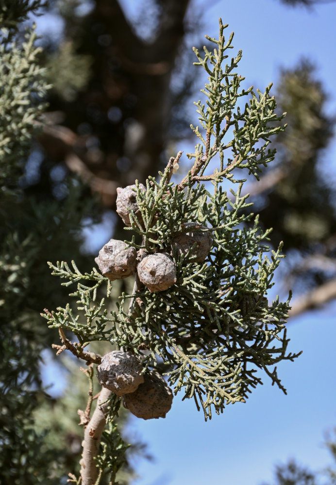 Изображение особи Cupressus sempervirens.