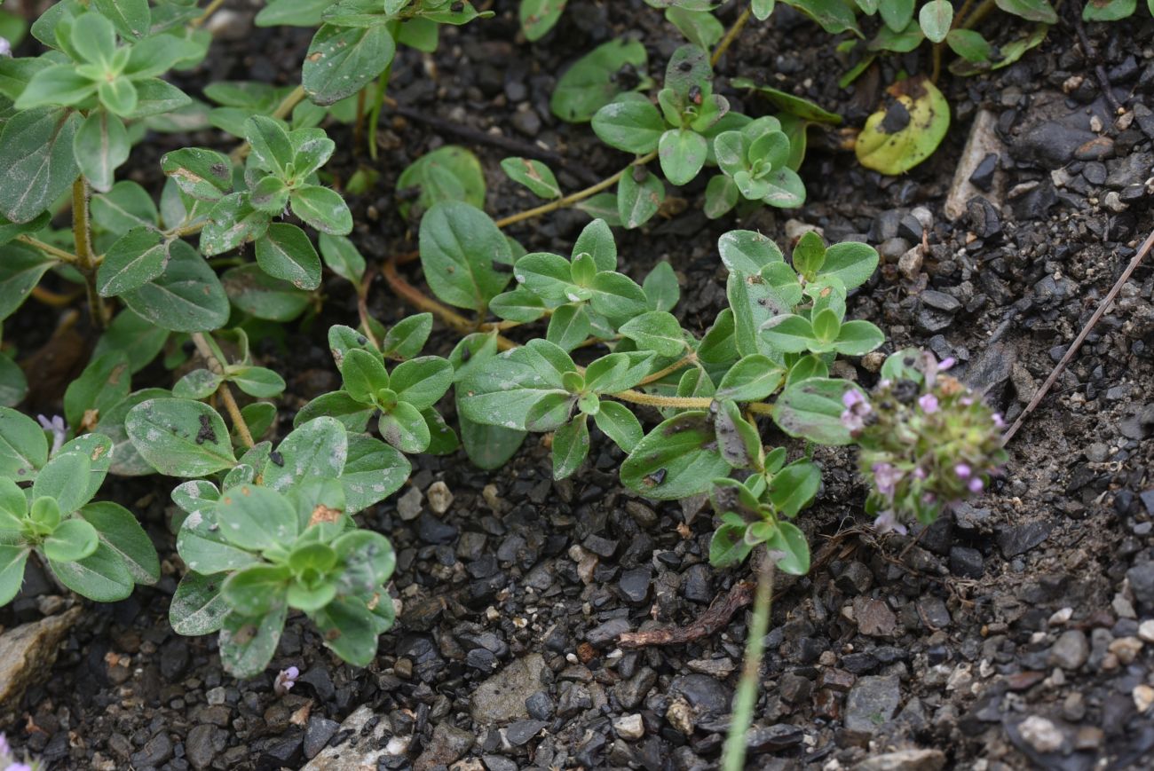 Image of genus Thymus specimen.