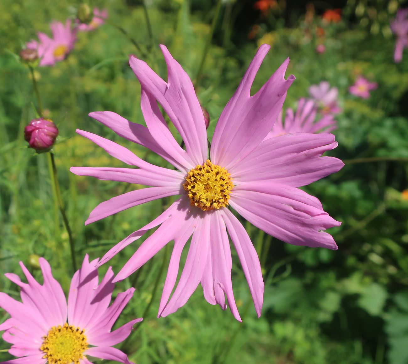 Image of Cosmos bipinnatus specimen.