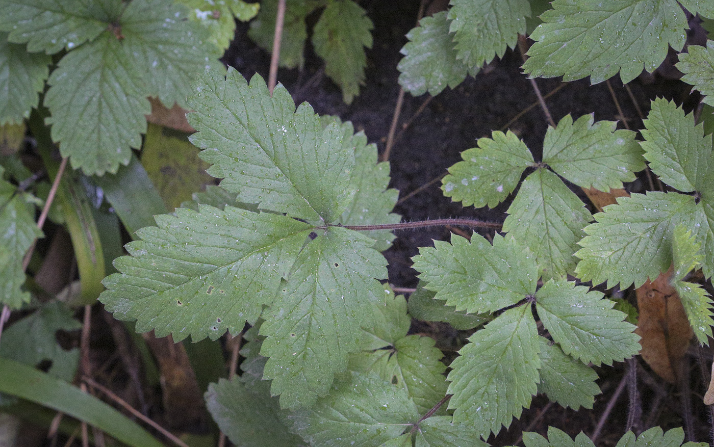 Изображение особи Potentilla micrantha.