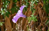 Ipomoea cairica. Часть побега с цветком. Египет, мухафаза Эль-Гиза, оазис Бахария, в культуре. 30.04.2023.