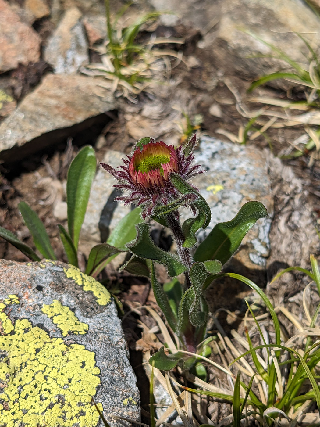 Image of Erigeron venustus specimen.