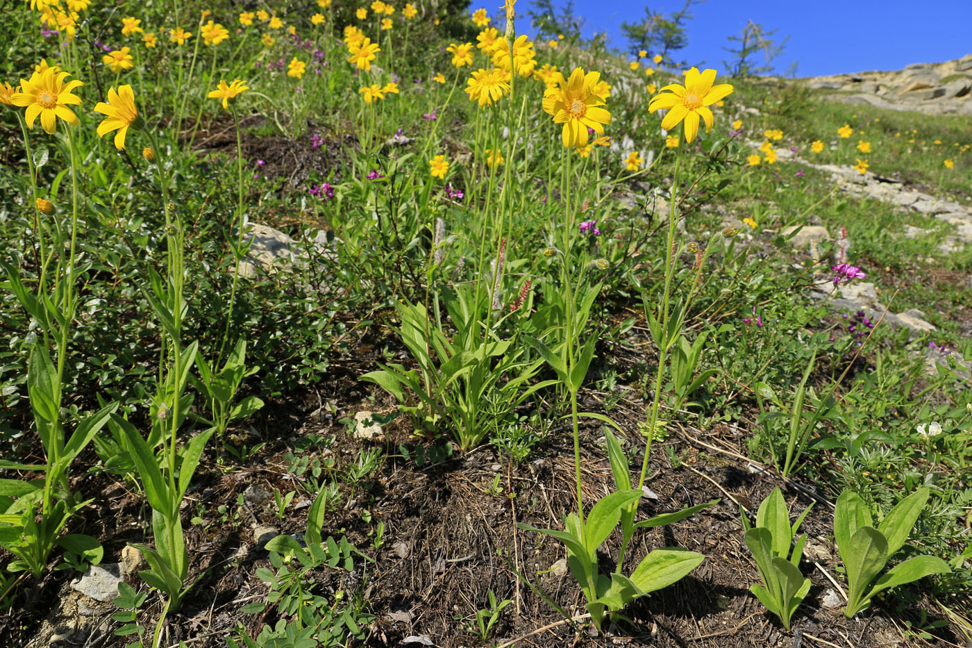 Изображение особи Arnica iljinii.